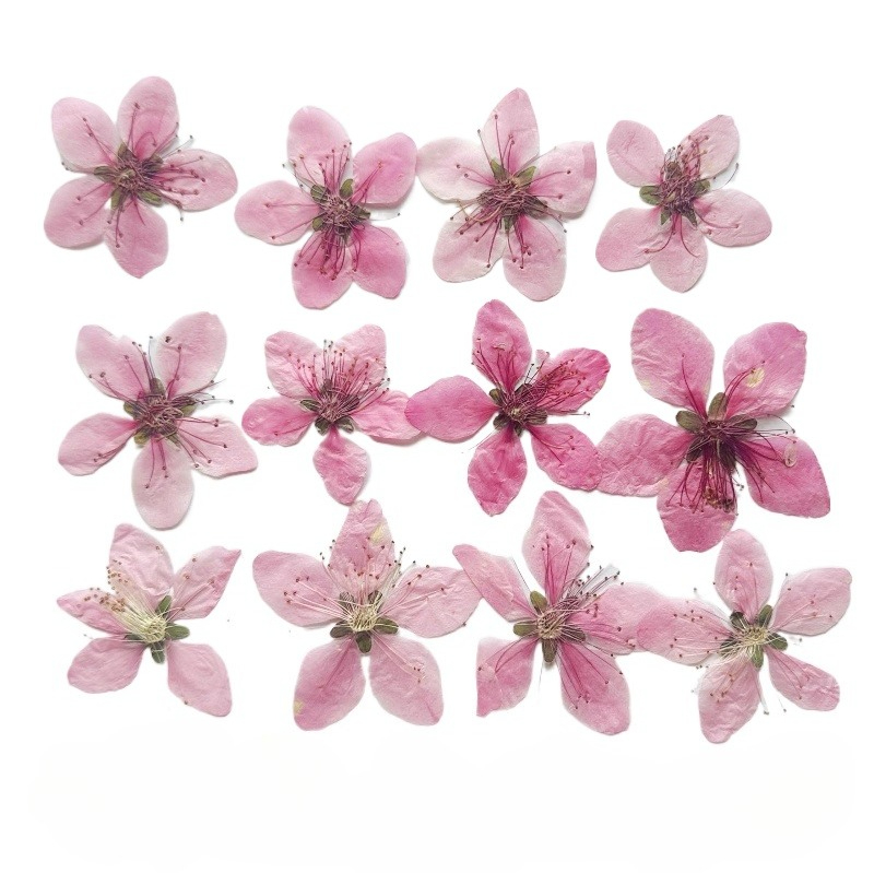 12 Buah, Bunga Persik Alami Bu - Case Fan ulasan dan harga